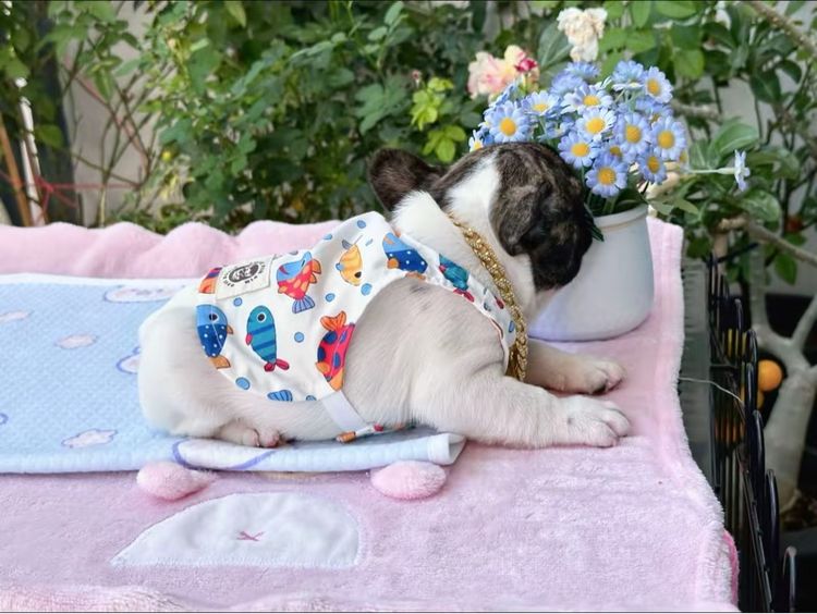 เฟรนบลูด็อก ชาย  รูปที่ 8