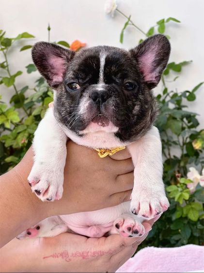 เฟรนบลูด็อก ชาย  รูปที่ 6