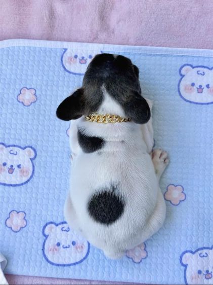 เฟรนบลูด็อก ชาย  รูปที่ 7