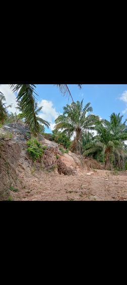 ขายที่ดินบนเขา ริมหน้าผา  ติดทะเล ไร่ละ4ล้านห้าแสน จำนวน3ไร่ รูปที่ 3