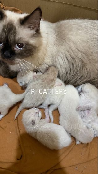 เปิดจองเด็กๆ คอกใหม่