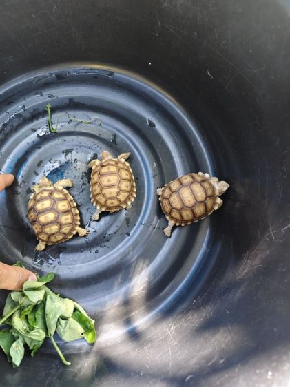 ชูคาต้า 2.5นิ้ว  รูปที่ 5