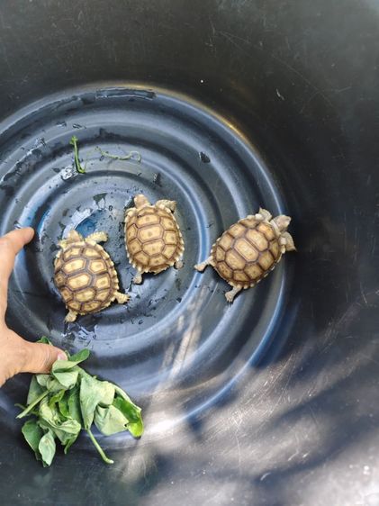 ชูคาต้า 2.5นิ้ว  รูปที่ 2