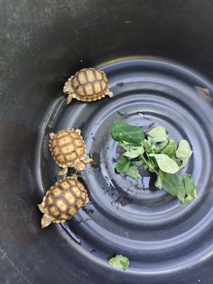 ชูคาต้า 2.5นิ้ว  รูปที่ 3