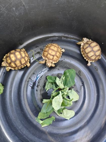 ชูคาต้า 2.5นิ้ว 