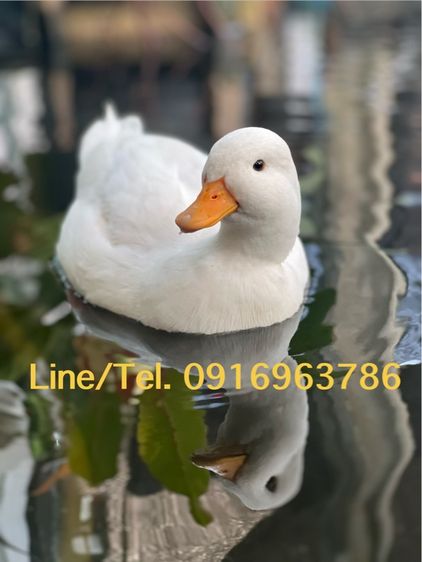 ปลีก ส่ง เป็ดคอลดั๊ก รูปที่ 5