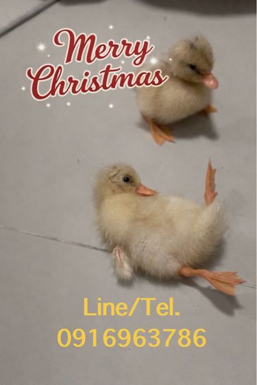 ปลีก ส่ง เป็ดคอลดั๊ก