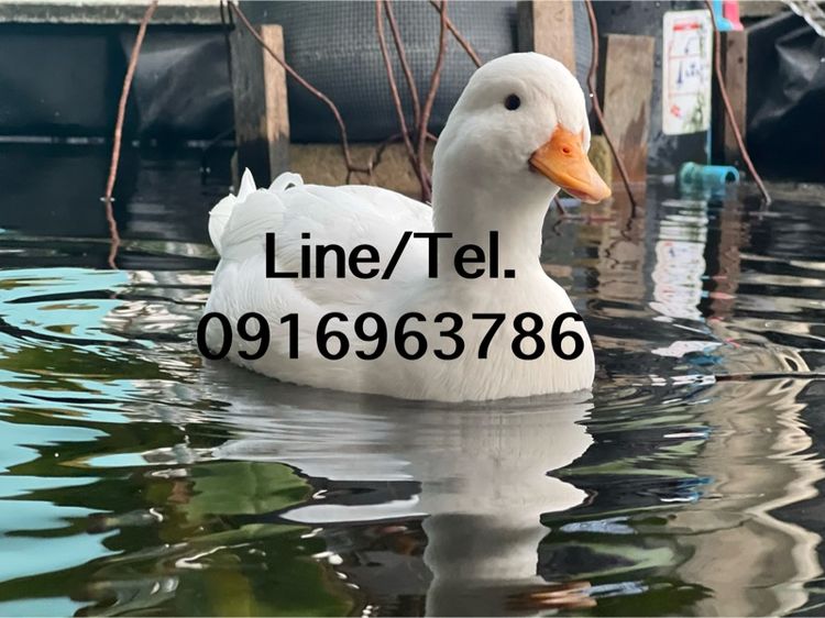 ปลีก ส่ง เป็ดคอลดั๊ก รูปที่ 6