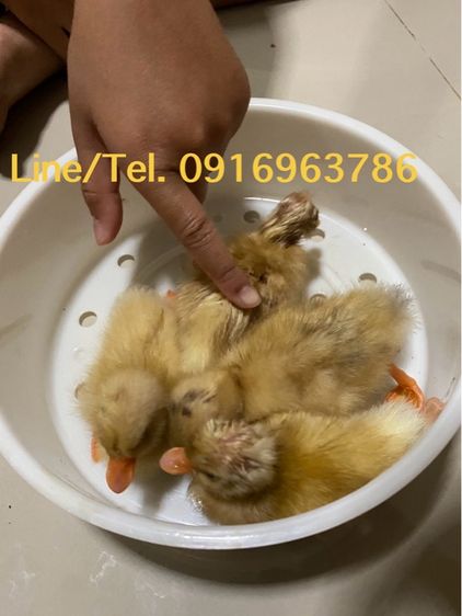 ปลีก ส่ง เป็ดคอลดั๊ก รูปที่ 4