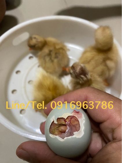 ปลีก ส่ง เป็ดคอลดั๊ก รูปที่ 2