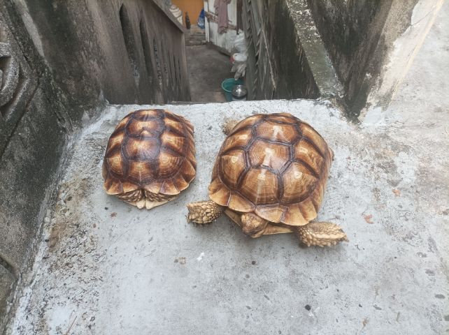 เต่าบกชุคาต้า รูปที่ 2