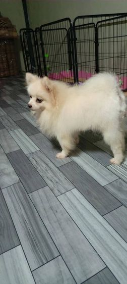 แม่พันธุ์ปอม อายุ 2 ปีกว่า แบ่งออก สนใจโทร.0621808121 รูปที่ 2
