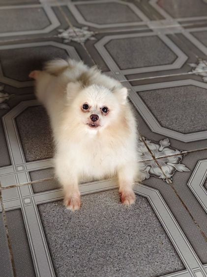 แม่พันธุ์ปอม อายุ 2 ปีกว่า แบ่งออก สนใจโทร.0621808121 รูปที่ 3