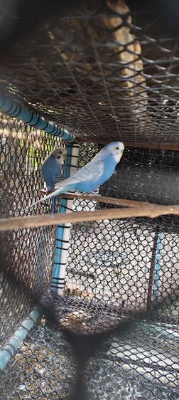 นกหงส์หยกตัวผู้ รูปที่ 4