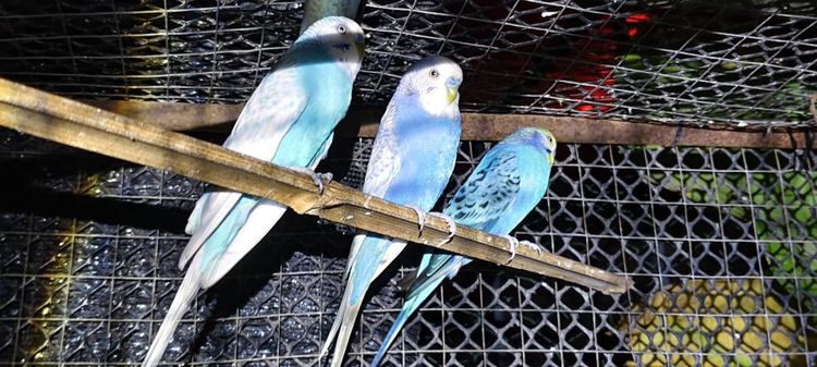 นกหงส์หยกตัวผู้