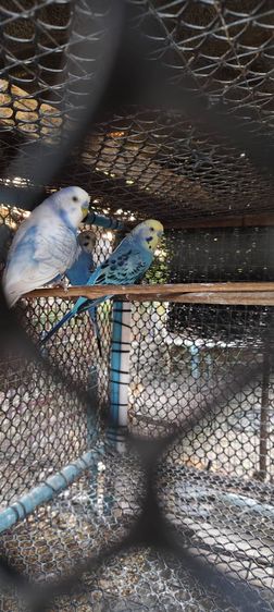 นกหงส์หยกตัวผู้ รูปที่ 2