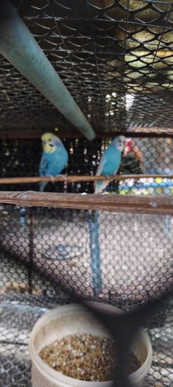 นกหงส์หยกตัวผู้ รูปที่ 3