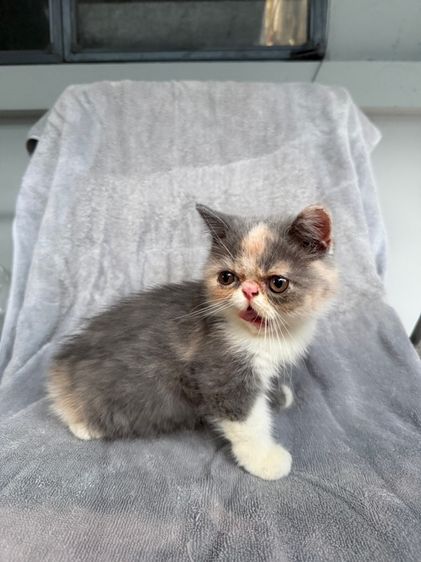 exotic longhair รูปที่ 8