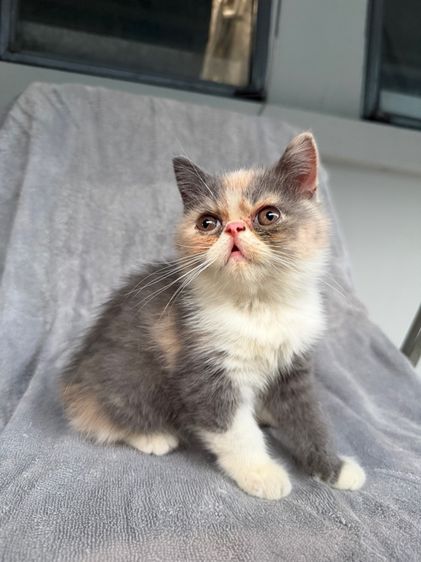 exotic longhair รูปที่ 2