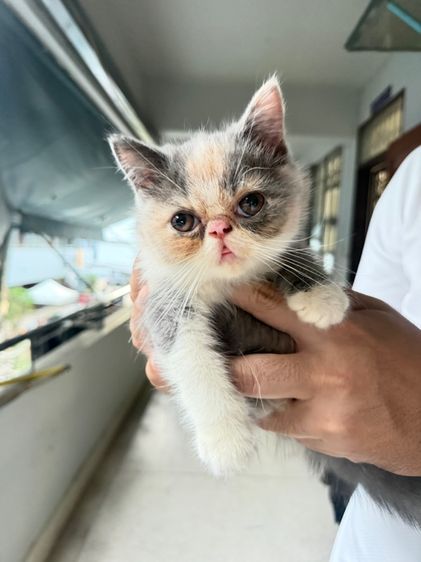 exotic longhair รูปที่ 11