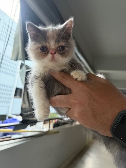 exotic longhair รูปที่ 9