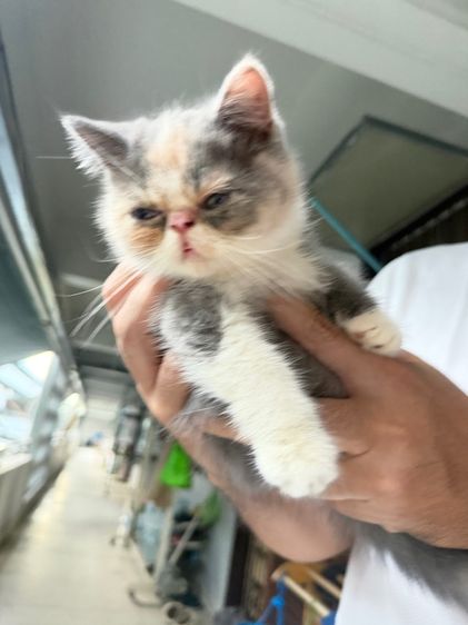 exotic longhair รูปที่ 15