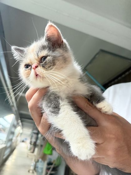 exotic longhair รูปที่ 12