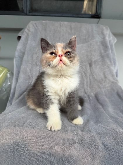 exotic longhair รูปที่ 4