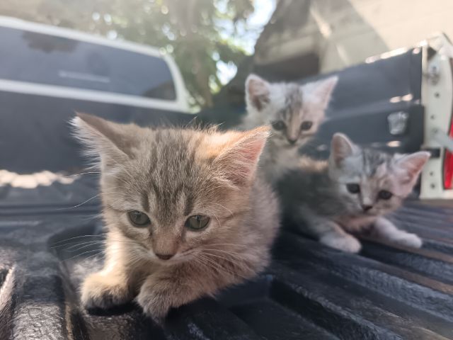 แมวเปอร์เซีย​ผสมอเมริกั​นช็อต​แฮร์​ รูปที่ 4