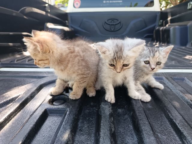 แมวเปอร์เซีย​ผสมอเมริกั​นช็อต​แฮร์​ รูปที่ 2