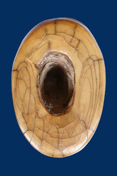 เครื่องรางเสือหลวงพ่อปาน วัดคลองด่าน ขนาดความกว้าง 1.2 เซ็นติเมตร ความยาว 1.5 เซ็นติเมตร รูปที่ 3