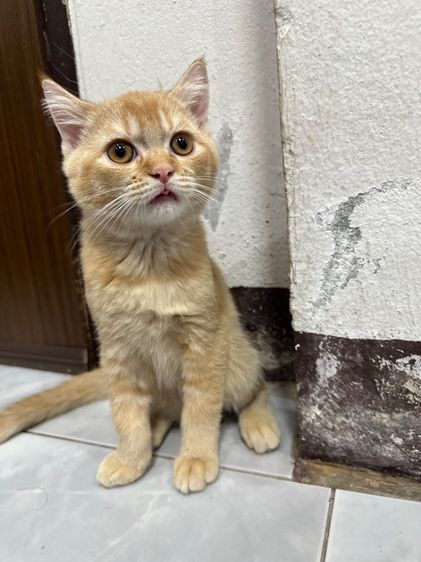 สก็อตติชโฟลด์ ขอนแก่น