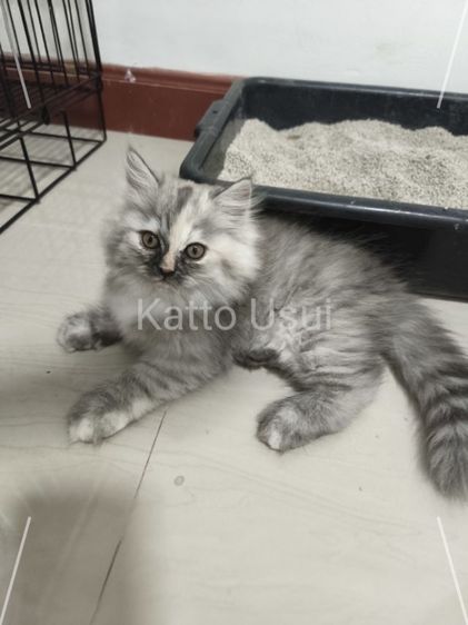 ลูกแมวเปอร์เซีย รูปที่ 2