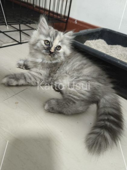 ลูกแมวเปอร์เซีย