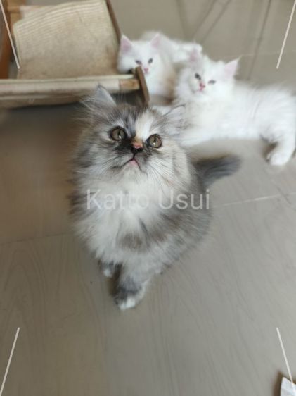 ลูกแมวเปอร์เซีย รูปที่ 3