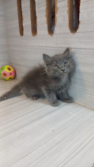 เปอร์เซีย (Persian) แมวเปอร์เซีย สีเทา เพศผู้ ยังไม่วัคซีนก่อนย้ายตรวจหัดแมวฟรี