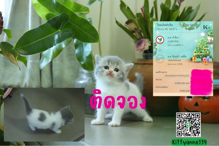 แมวหิมาลายันบริติช