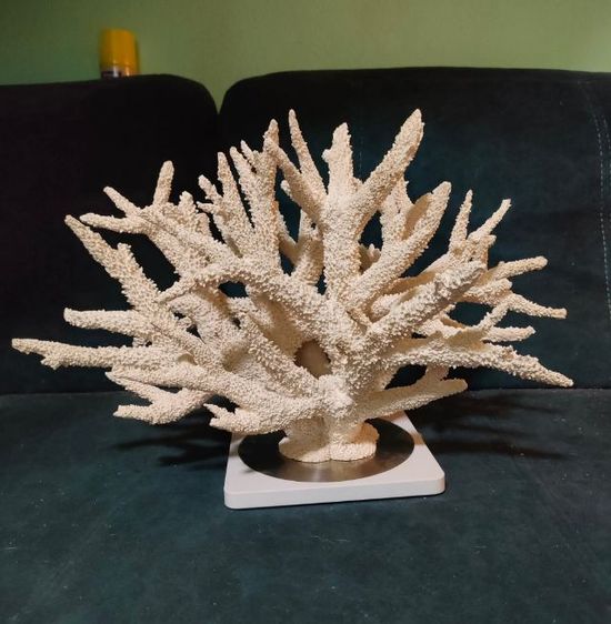 ปะการรัง เป็นงานนำเข้า ส่งต่อแบบถูกๆ ความยาว16นิ้ว เอาไว้ใส่ตู้ปลาหรือไว้ใช้ตั้งโชว์ประดับบ้านก็สวยมาก เหมาะกับตู้ปลาทะเลหรือปลาน้ำจืดก็ได้