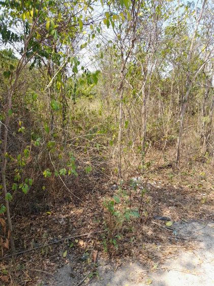 ใช่ ที่ดินจัดสรร รูปที่ 4