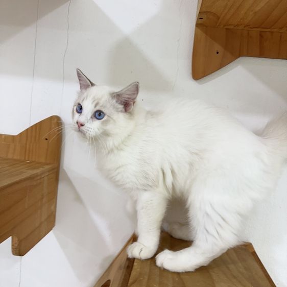 ragdoll  รูปที่ 2