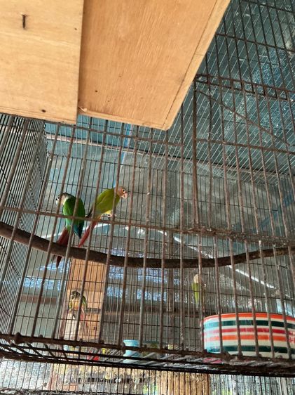 นกแก้ว เซเนกัล กรีนชีค รูปที่ 4