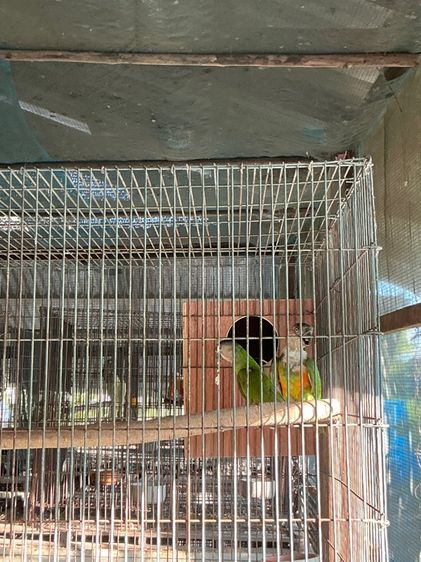 นกแก้ว เซเนกัล กรีนชีค รูปที่ 3