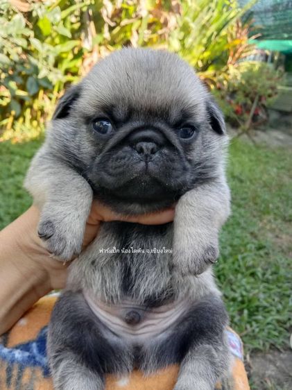 ปั๊กแท้ อ้วนๆ