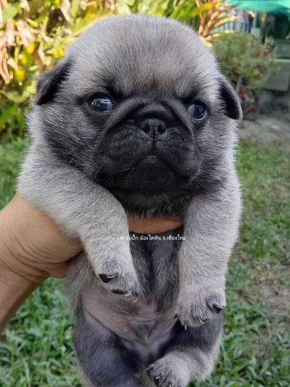 ปั๊กแท้ อ้วนๆ รูปที่ 2