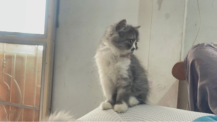 สก๊อตติส เปอร์เซีย รูปที่ 10