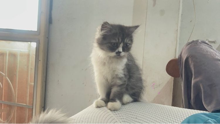 สก๊อตติส เปอร์เซีย รูปที่ 7