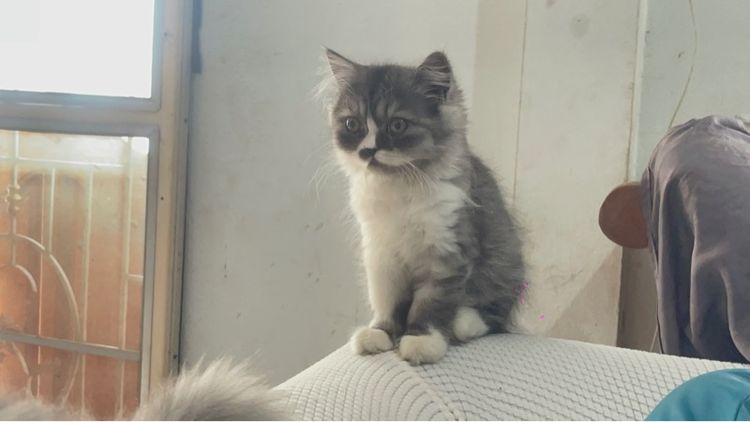 สก๊อตติส เปอร์เซีย รูปที่ 2