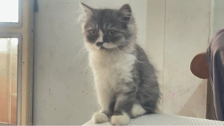 สก๊อตติส เปอร์เซีย รูปที่ 6