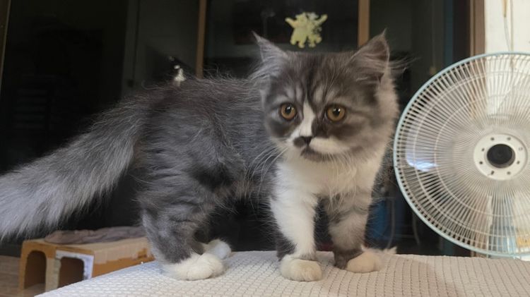 สก๊อตติส เปอร์เซีย