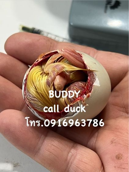 ขาย คอลดั๊ก call duck มีให้เลือกเยอะ กรุงเทพ รูปที่ 3